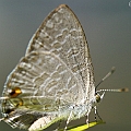 Catopyrops florinda (Speckled Line-blue) ? at home in Cairns. Initially thought it was Catopyrops ancyra (Ancyra Blue)  <br />Canon EOS KDX (400D) + EFS60 F2.8